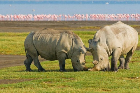 Da Nairobi: escursione al Parco Nazionale del Lago NakuruEscursione al Parco Nazionale del Lago Nakuru senza biglietto d&#039;ingresso