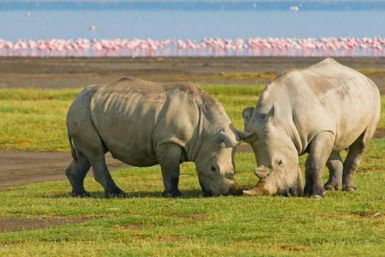 Da Nairobi: escursione al Parco Nazionale del Lago NakuruEscursione al Parco Nazionale del Lago Nakuru senza biglietto d&#039;ingresso