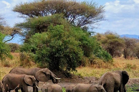 Arusha: Safari de 3 dias em Tarangire, Lago Manyara e Ngorongoro