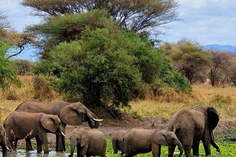 Arusha : Safari de 3 jours à Tarangire, Lac Manyara et Ngorongoro