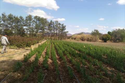 Ocotlán and San Antonino: Hands That See Workshop and Art with The Immortal Flower Ocotlán and San Antonino: Hands That See Workshop and Art with La Flor Inmortal