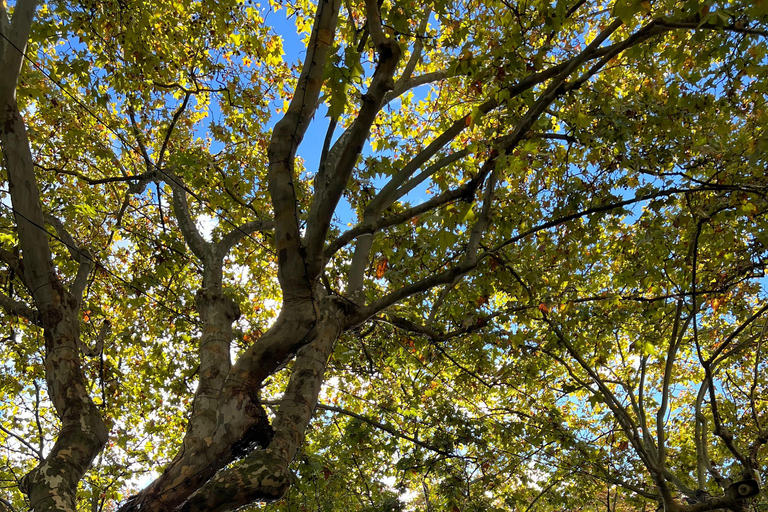 Uzès: Stories, Alleys, and Secrets of the Duchy Uzès: Stories, Alleys, and Secrets of the Duchy / Private Tour