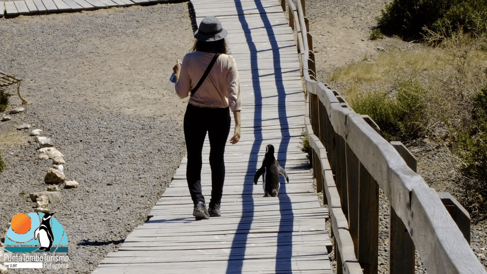 Puerto Madryn: Punta Tombo Landausflug für Kreuzfahrtgäste