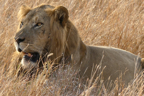 恩德培/坎帕拉：默奇森瀑布和齐瓦犀牛两日游