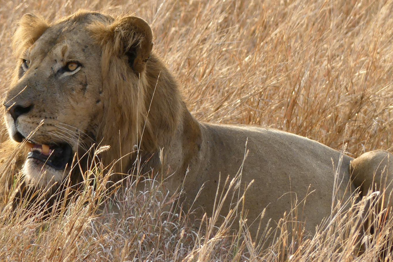 恩德培/坎帕拉：默奇森瀑布和齐瓦犀牛两日游