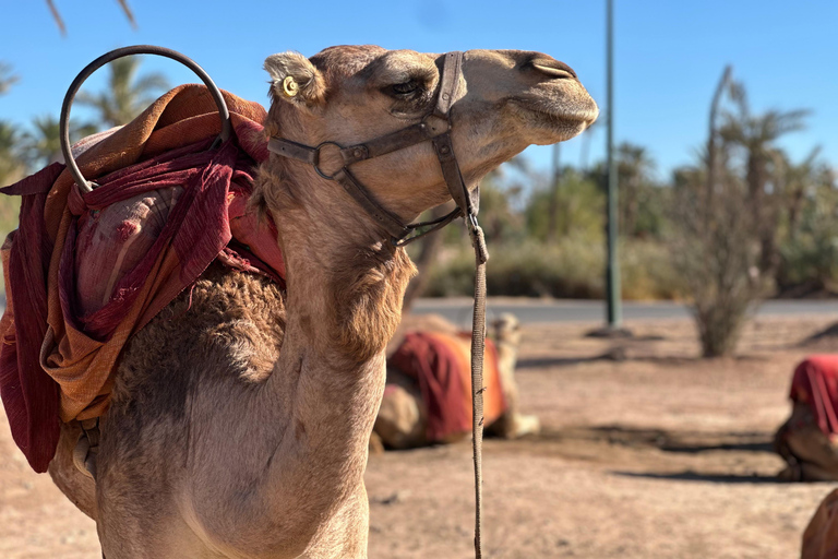 Camel Ride Adventure Through Marrakech’s Desert Villages