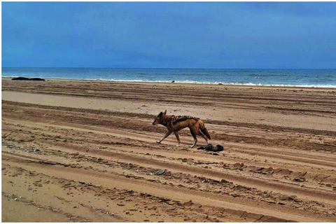 Walvisbay: Passeio ao pôr do sol em Sandwich Harbour - Termine com beleza