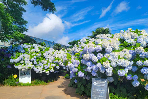 Jeju Occidental y Meridional: Excursión al Festival de la Hortensia