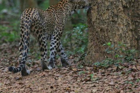Responsible Wilpattu National Park Jeep Safari from Colombo Wilpattu National Park Half Day Safari from Colombo/Negombo