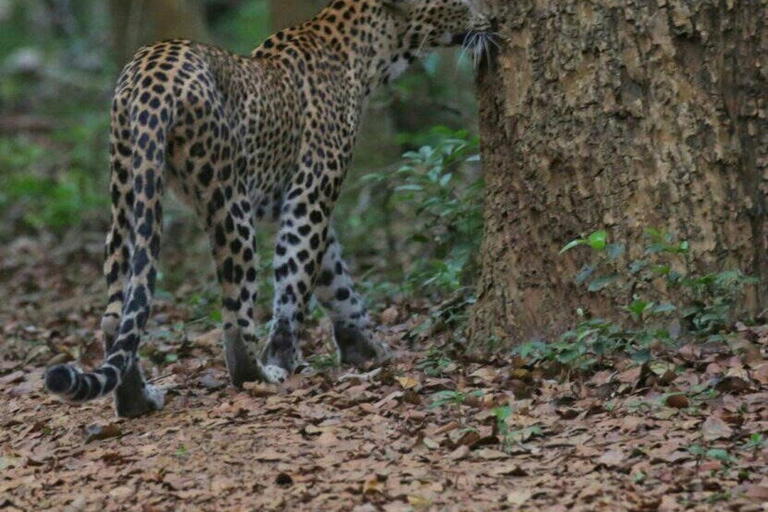 Responsible Wilpattu National Park Jeep Safari from Colombo Wilpattu National Park Half Day Safari from Colombo/Negombo