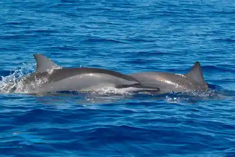 Möte med vilda delfiner och snorklingsäventyr - Mauritius.