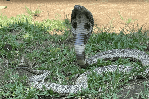 From Mirissa: Snake Conservation Farm Tour with Transfer