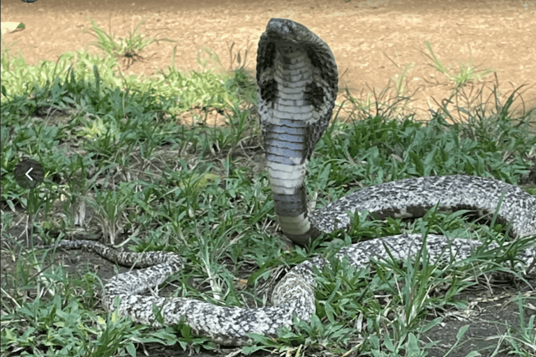 From Mirissa: Snake Conservation Farm Tour with Transfer