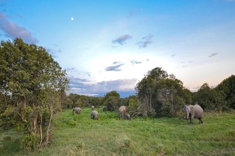 Au départ de Nairobi : 5 jours de safari dans les Aberdares, Ol Pejeta et Samburu