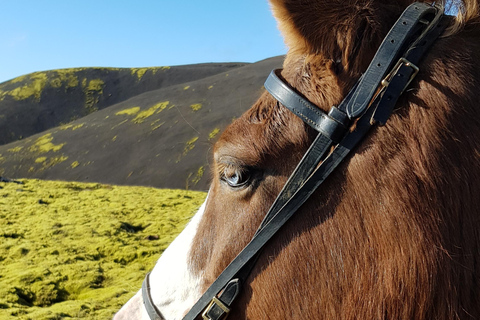 雷克雅达尔尔：家庭与初学者骑马之旅雷克雅达尔尔：家庭及初学者骑马游览