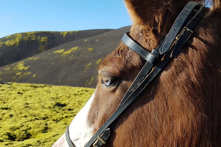 雷克雅达尔尔：家庭与初学者骑马之旅雷克雅达尔尔：家庭及初学者骑马游览