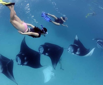 Nusa Penida: snorkeling in 3-4 punti e tour dell'isola con guida