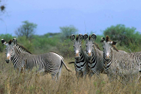 Excursión de 5 días Aberdare-Olpejeta-Samburu