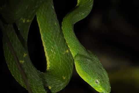 Monteverde: Cloud Forest Night Tour with Pablo