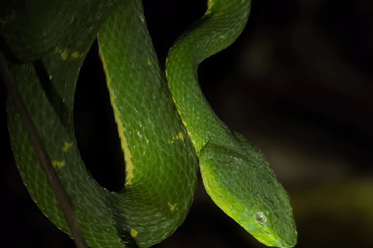 Monteverde: Cloud Forest Night Tour with Pablo