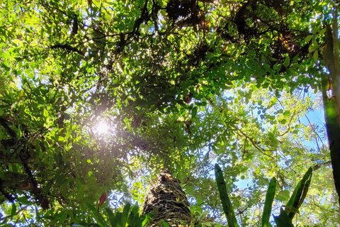 CAMINHO DO OURO - Guided tour Atlantic Forest, Waterfalls, Stories.