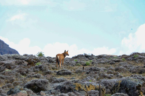 Addis Ababa: 14-Day Adventure and Nature Tour(customizable)