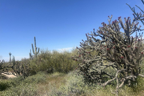 Cave Creek: Private Guided Sonoran Desert Hiking Tour