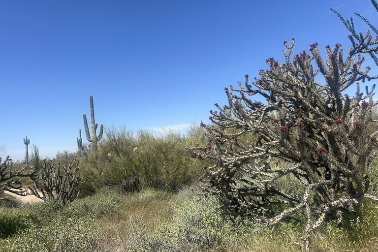 Cave Creek: Private Guided Sonoran Desert Hiking Tour