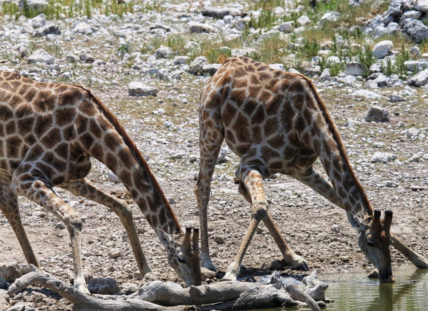 Etosha Nationalpark: Heldags eller halvdags game drive