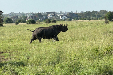 Nairobi National Park: Early Morning or afternoon adventure Early morning game drive in a Landcruiser JEEP