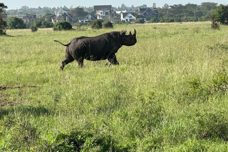 Nairobi National Park: Early Morning or afternoon adventure Early morning game drive in a Landcruiser JEEP