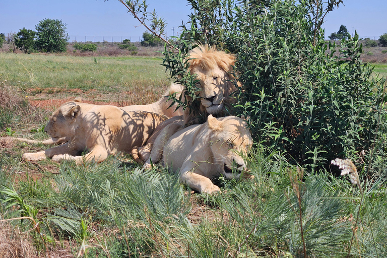 Rhino and Lion Park (Safari) and Cradle (Maropeng Museum)Private Tour