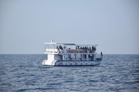 Mirissa Day Tour with Dolphins, Turtles & Beach Time Pick up from Colombo or Negombo City