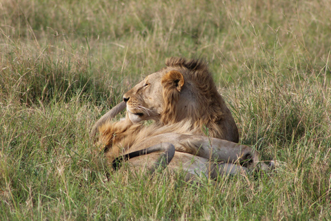 5 Tage Tansania Safari | Tarangire, Serengeti, Ngorongoro