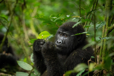 Uganda: Excursão de 5 dias ao Parque Nacional Rainha Isabel e ao Trekking de Gorila