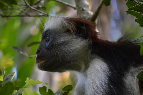 Zanzibar : excursion d'une demi-journée à la ferme aux épices et dans la forêt de Jozani