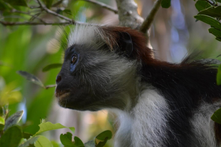 Zanzibar : excursion d'une demi-journée à la ferme aux épices et dans la forêt de Jozani