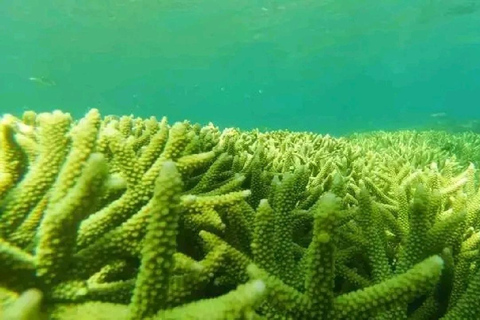 Excursion d&#039;une journée avec plongée en apnée Gili Layar/Gili Gede&amp;Gili Rengit