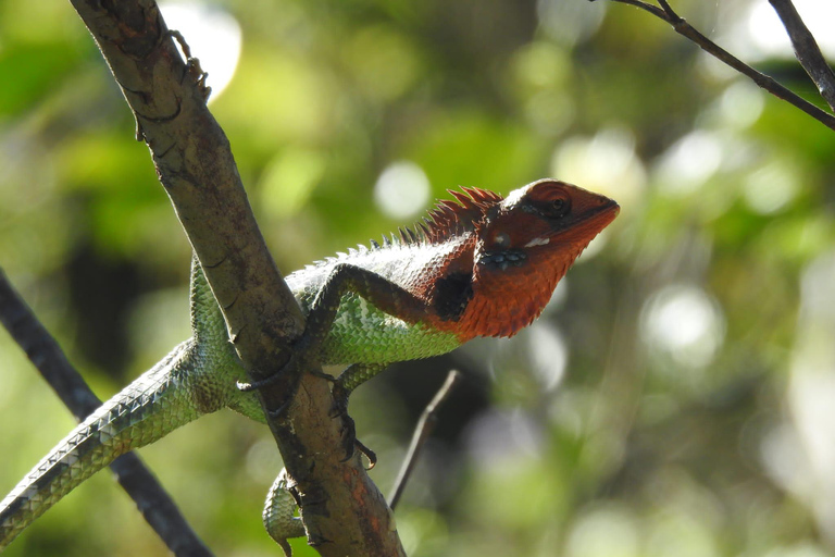 Sinharaja Rainforest Tour with Local Guide