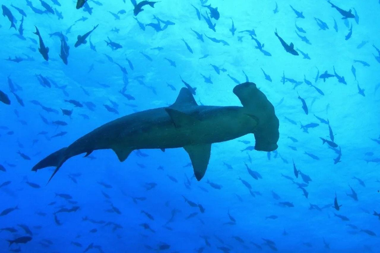 San Cristobal, Galapagos: 4-Day / 3-Night El Origen Package San Cristóbal, Galápagos: 4-Day, 3-Night El Origen Package