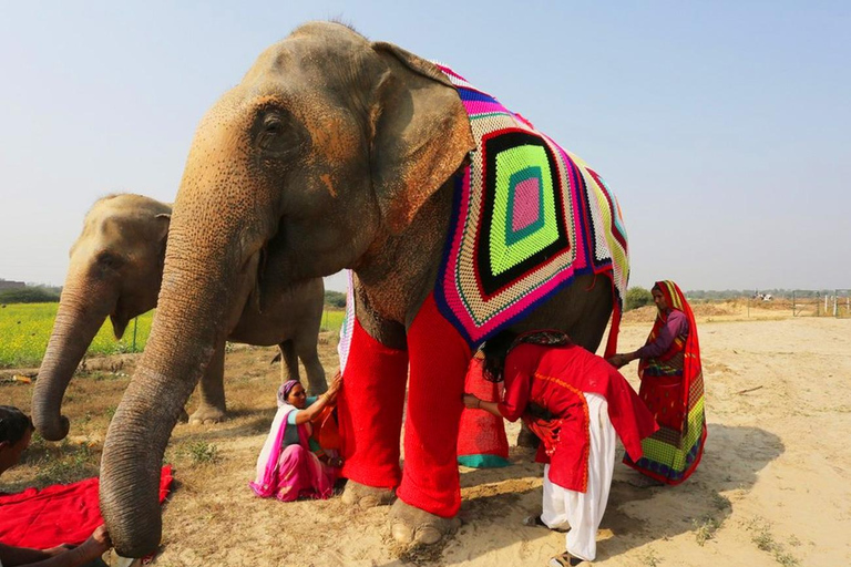 From Delhi : Elephant Conservation and Care Centre -Wildlife