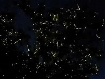 Bohol: Loboc River Firefly Watching Shared Tour