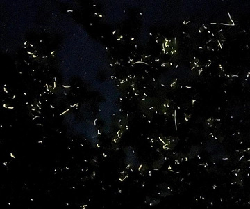 Bohol: Loboc River Firefly Watching Shared Tour