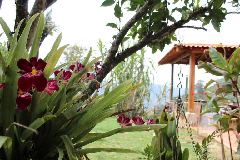 Medellín: Coffee and native bees experience