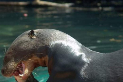 Private Tour in Manaus: Science Forest and Amazonas Theater