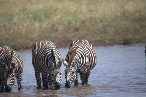 5-tägige Gruppen-Safari im Norden Tansanias