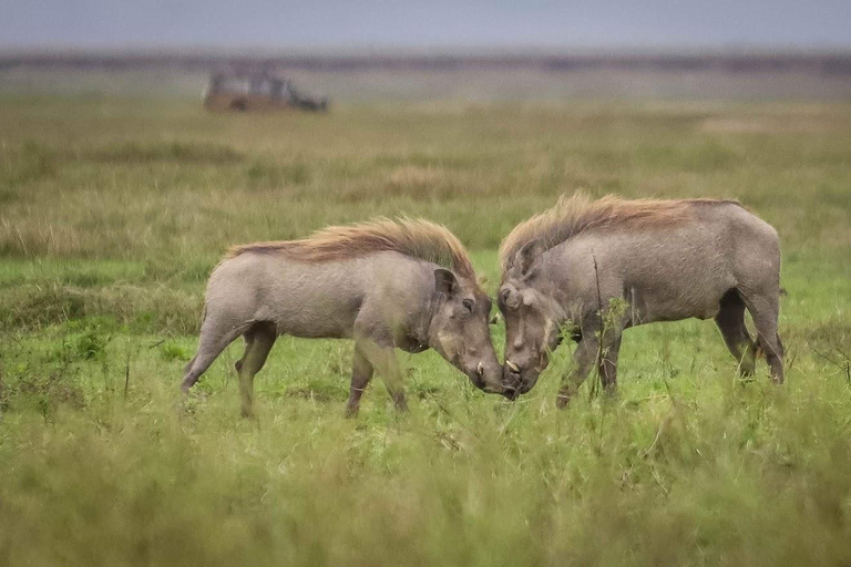 Tanzania: 7-dniowa migracja antylop gnu Serengeti (lipiec-październik)