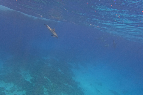 Hurghada: Dolfijnen, snorkelen &amp; Magawish Eiland Jachttocht