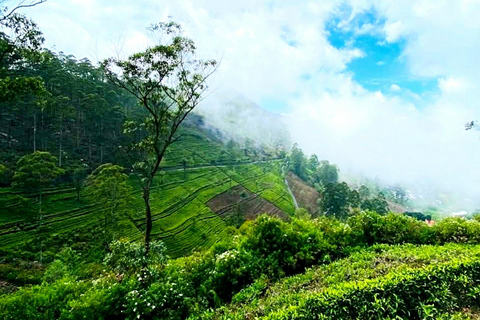 Kandy To Nanuoya Drop Tour & Morning 9.00 Ella Train Ride Kandy To Nanuoya Drop By Car & Morning Ella Train Ride 02