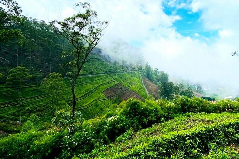Kandy To Nanuoya Drop Tour & Morning 9.00 Ella Train Ride Kandy To Nanuoya Drop By Car & Morning Ella Train Ride 02